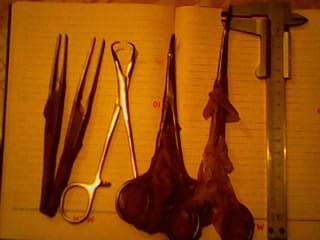 IMG0168A.jpg
